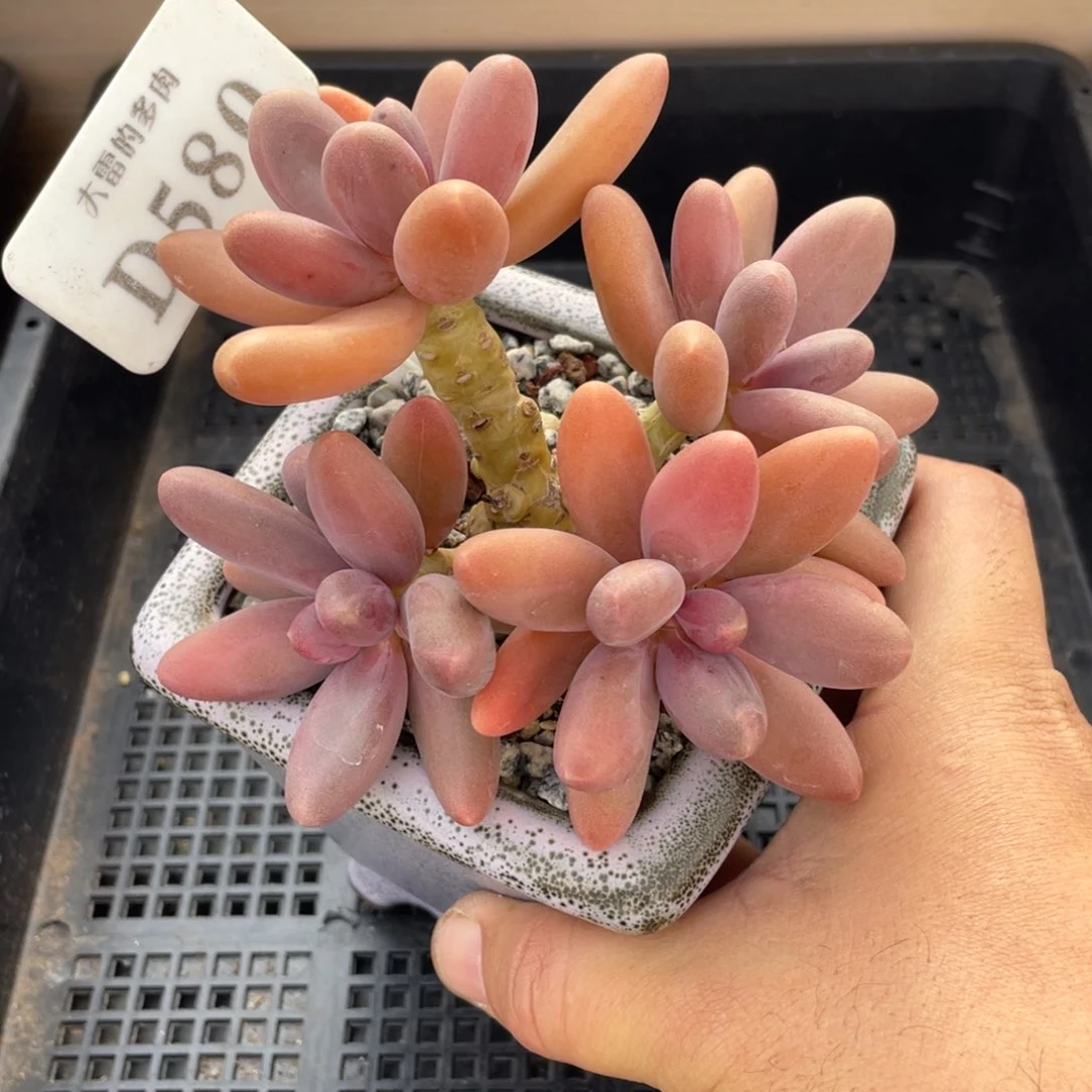 580糖果美人不带盆12厘米