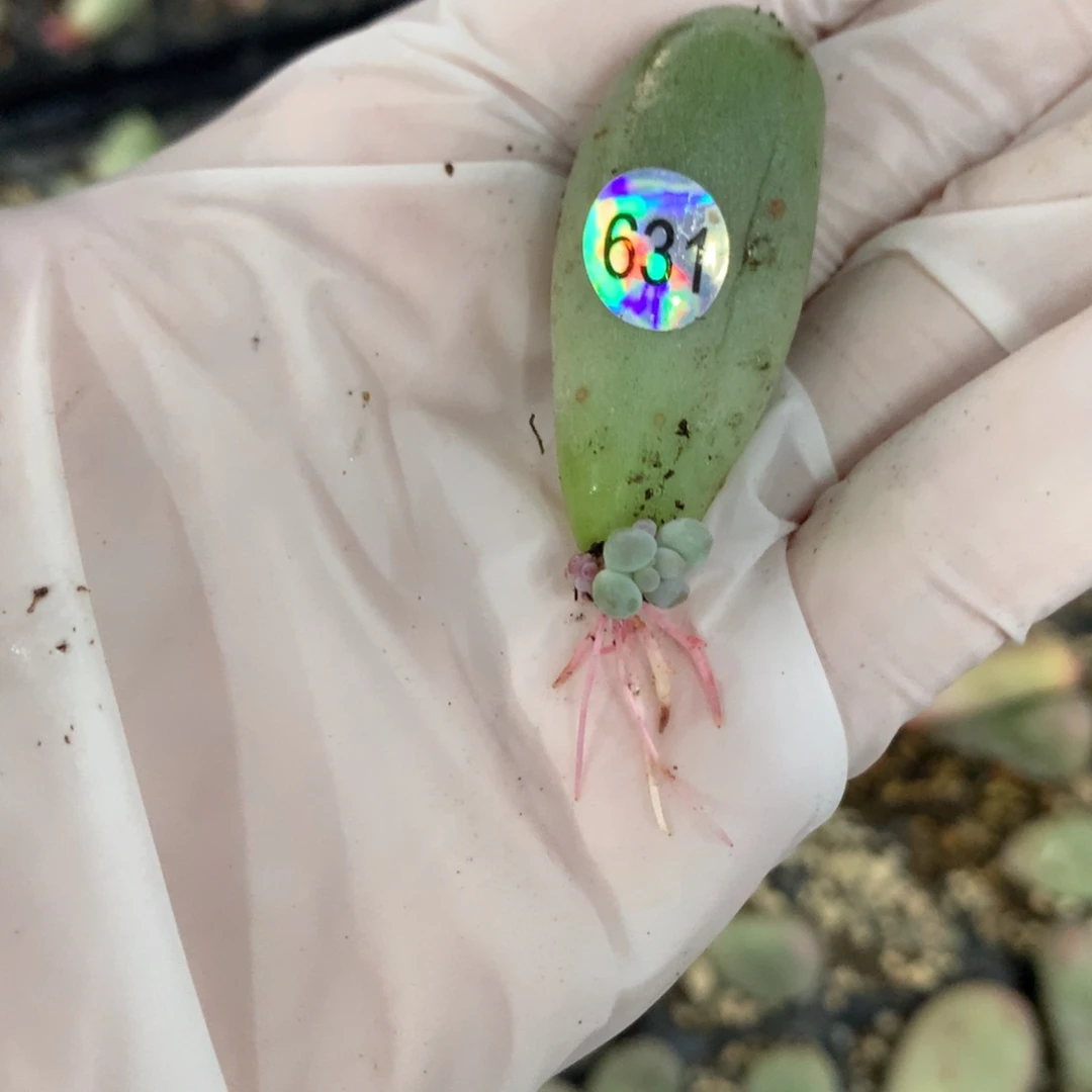 米可奶酪多肉 631