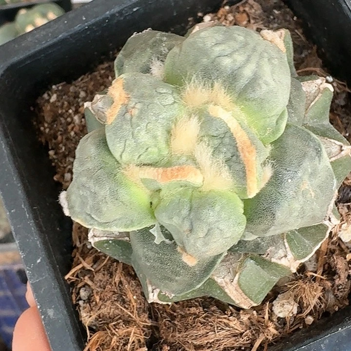 【闪购商品】无花朵M****m达摩769