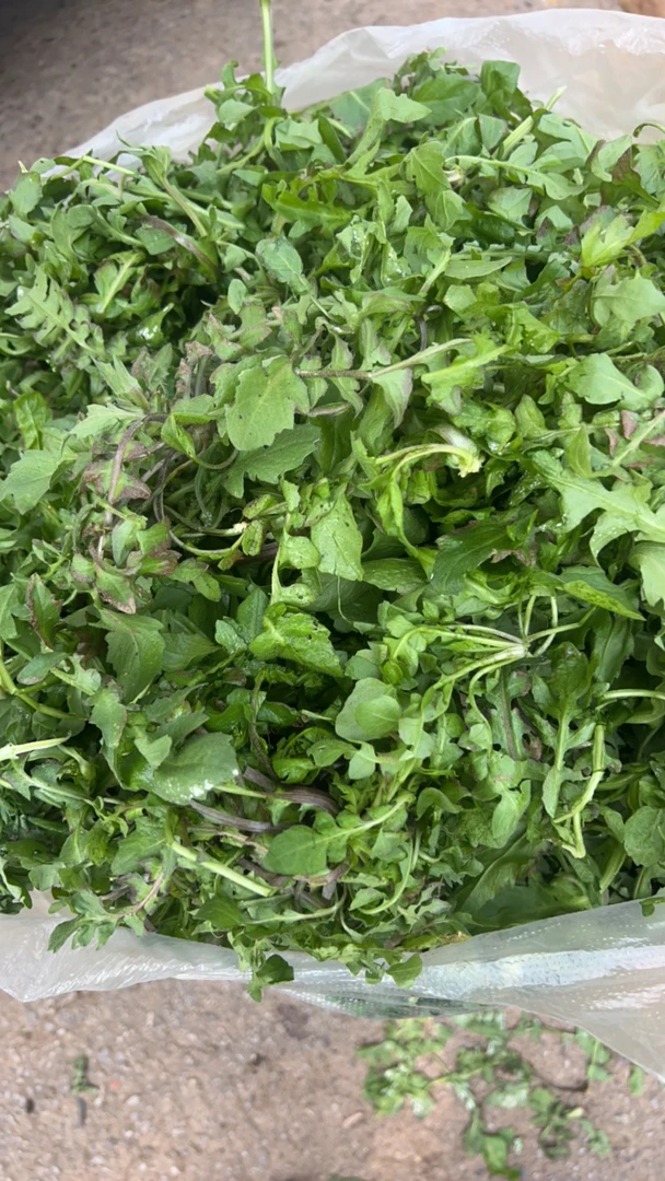 【云南野生荠菜】临时链接（不包售后）