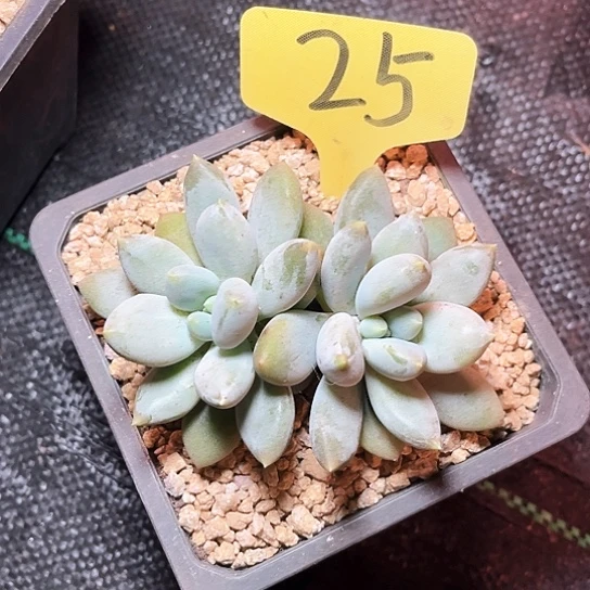 黄胖佳25号码牌子的
