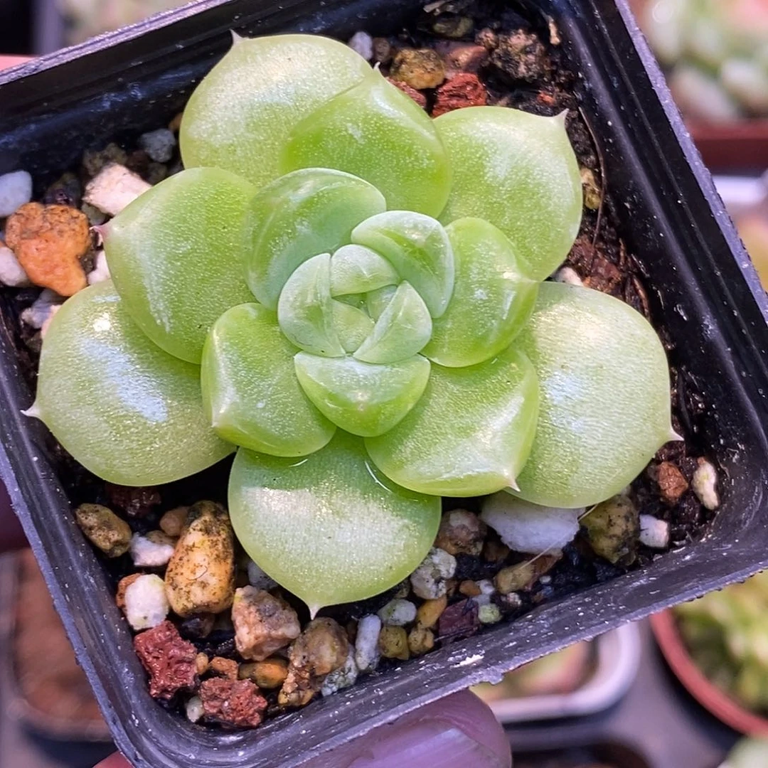 奶油财富30包邮非偏远