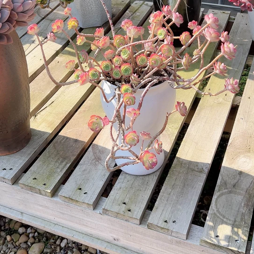 是****.薄化妆多肉植物脱土