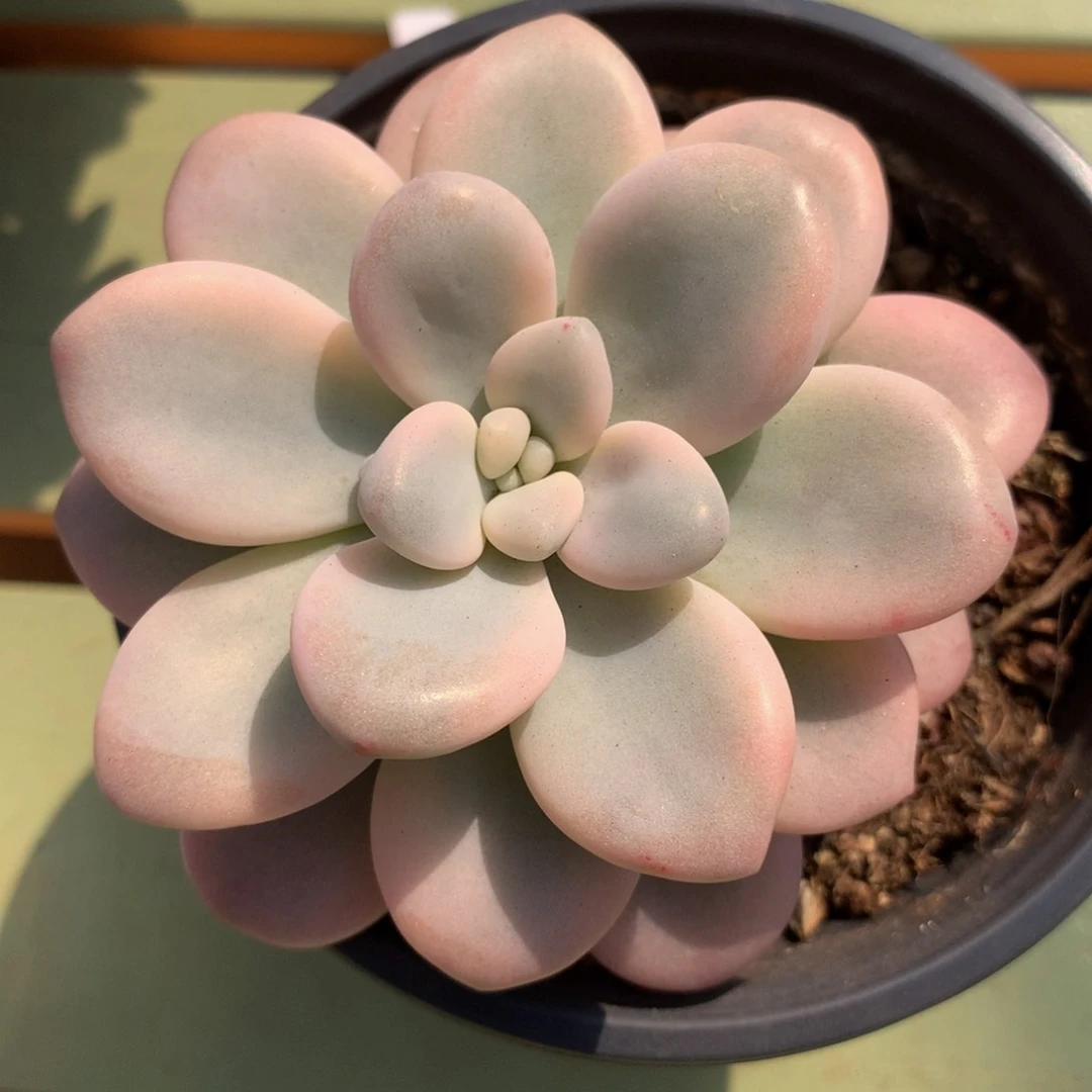 洛神锦锦上园艺一物一拍