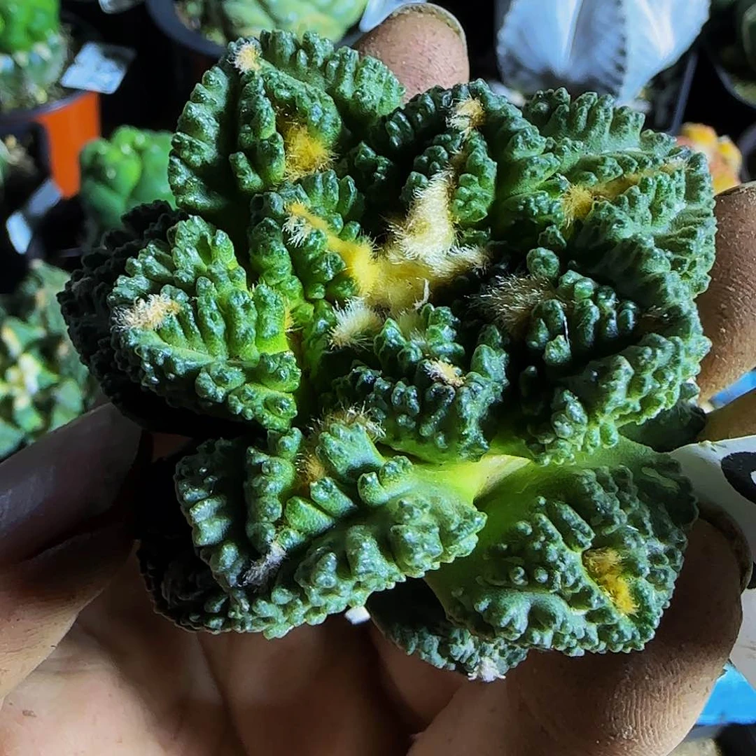 龟甲187落地无根