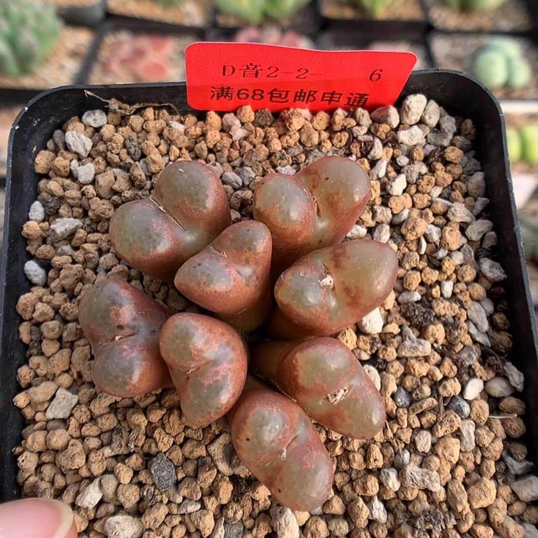 【闪购商品】2-2-6 红勋章一群 40