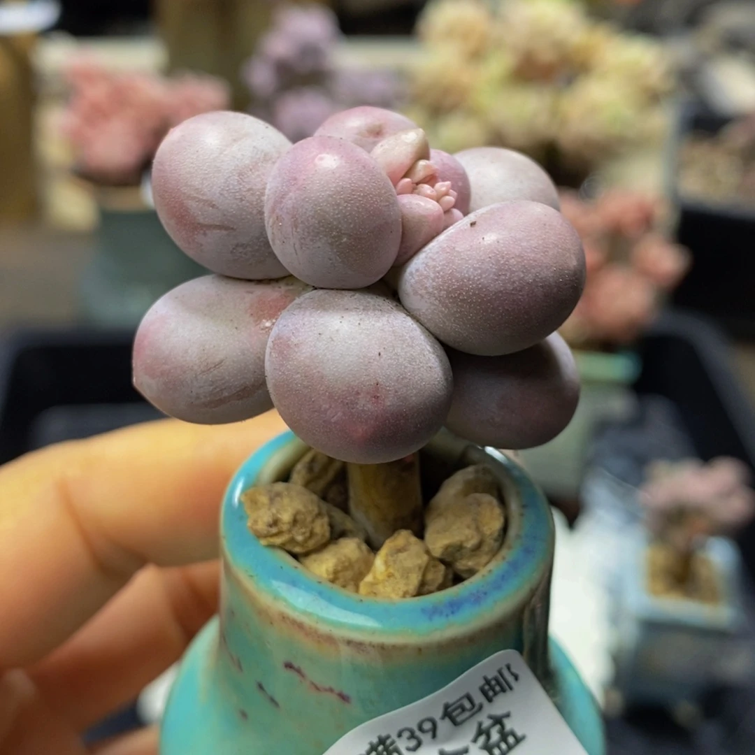 237？香水手指奶酪3 厘米