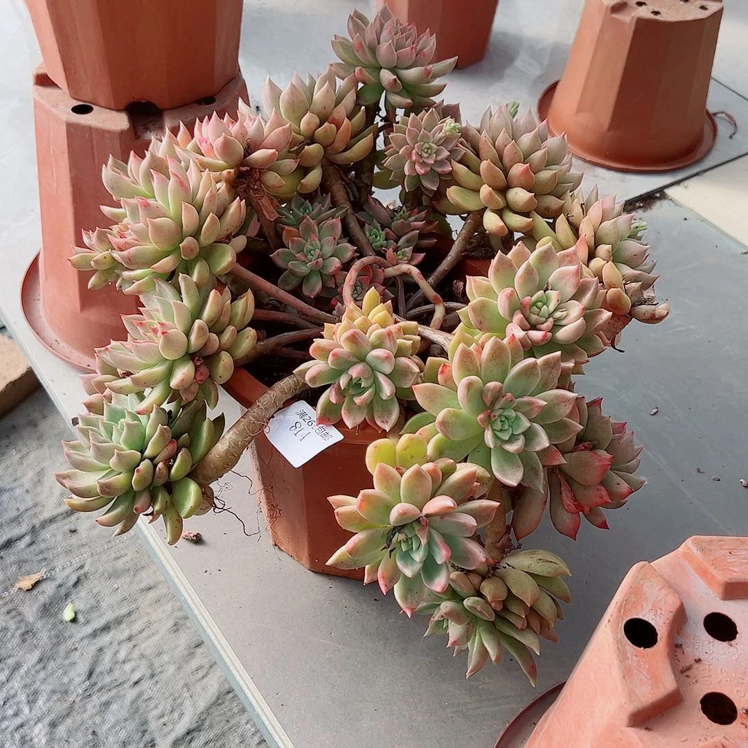 继***行814璀璨多肉植物多肉