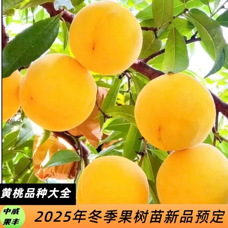 黄桃果树苗新品种大全   早熟   蜜甜  脆甜    南北方皆可种植