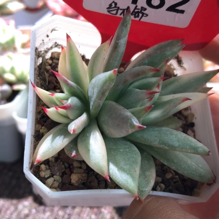 乌木拉丝锦有根有根