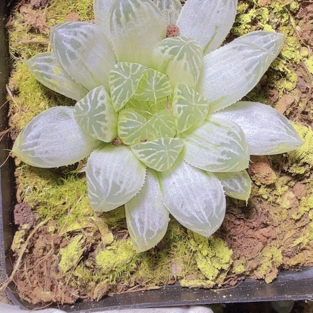 完全开放精品白斑玉多肉植物