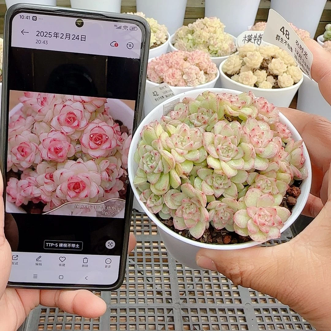 1213-48镊子/（ttp-5）