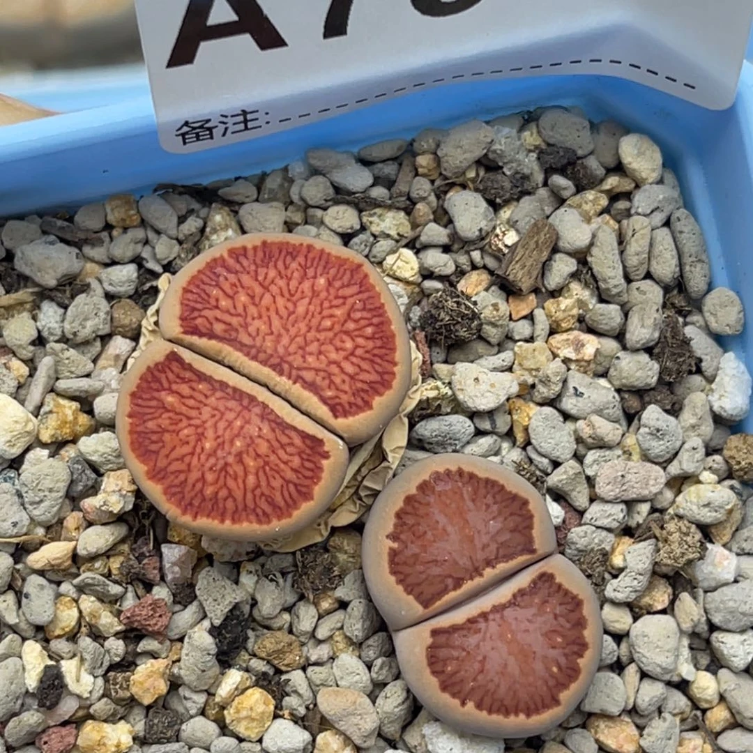 7388红窗菊2尺寸2.0