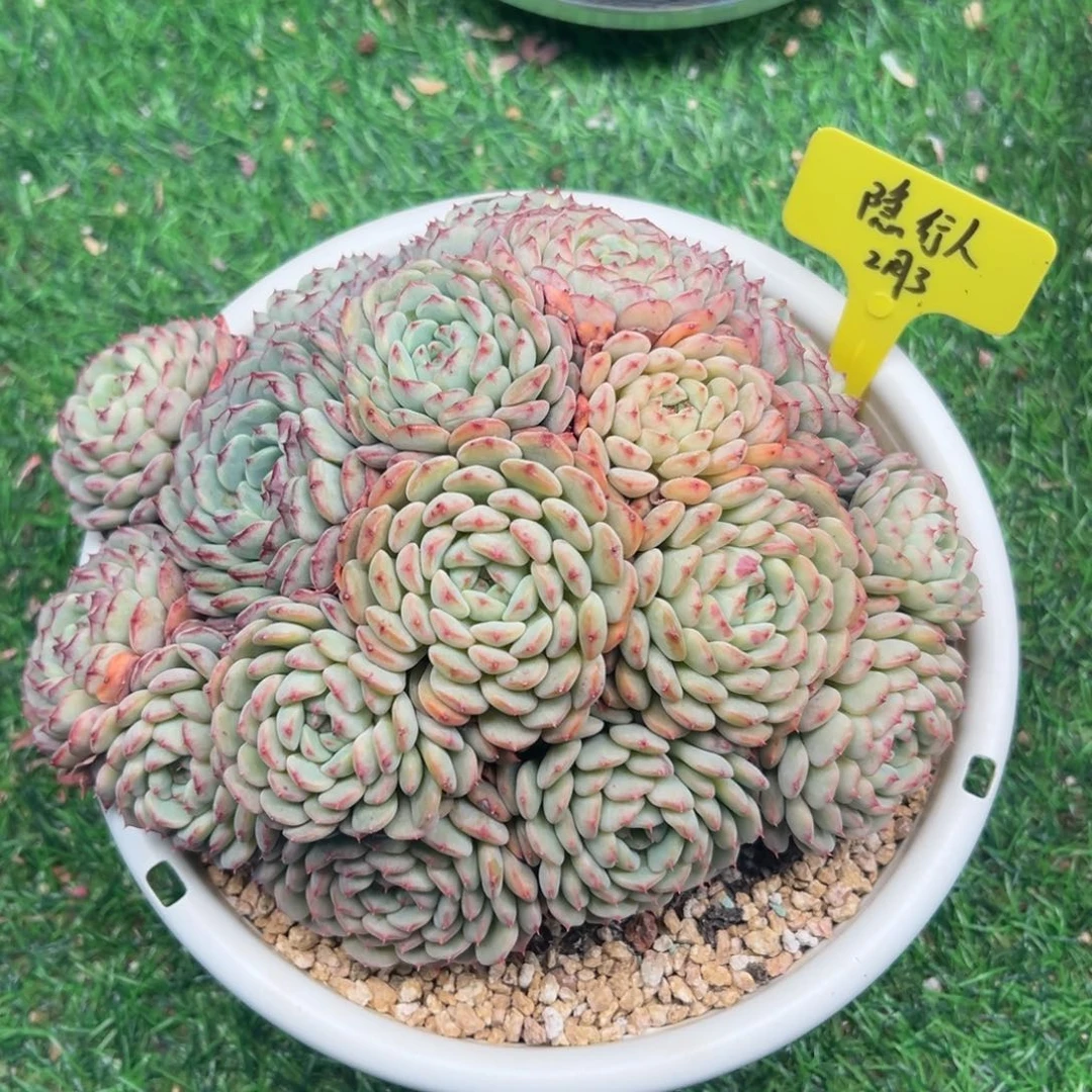 一物一拍链接，隐形人，白胖子自然群