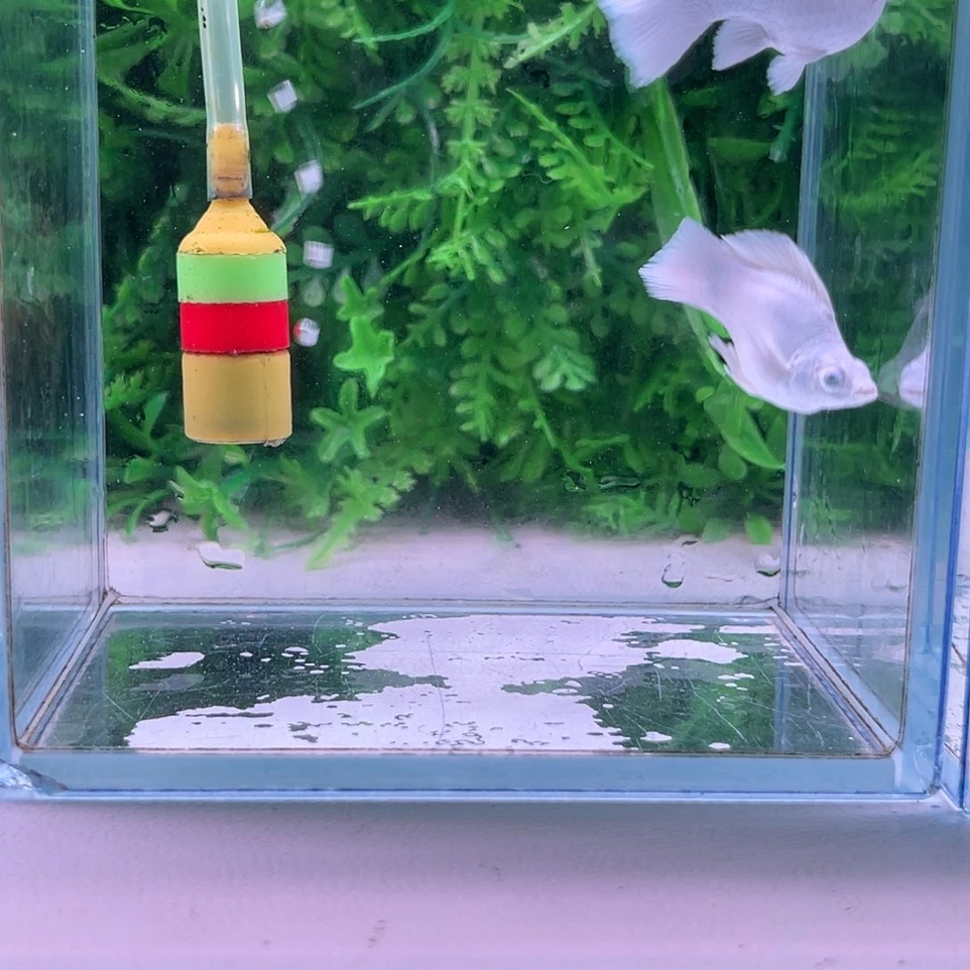 黑玛丽鱼317号玛丽1对