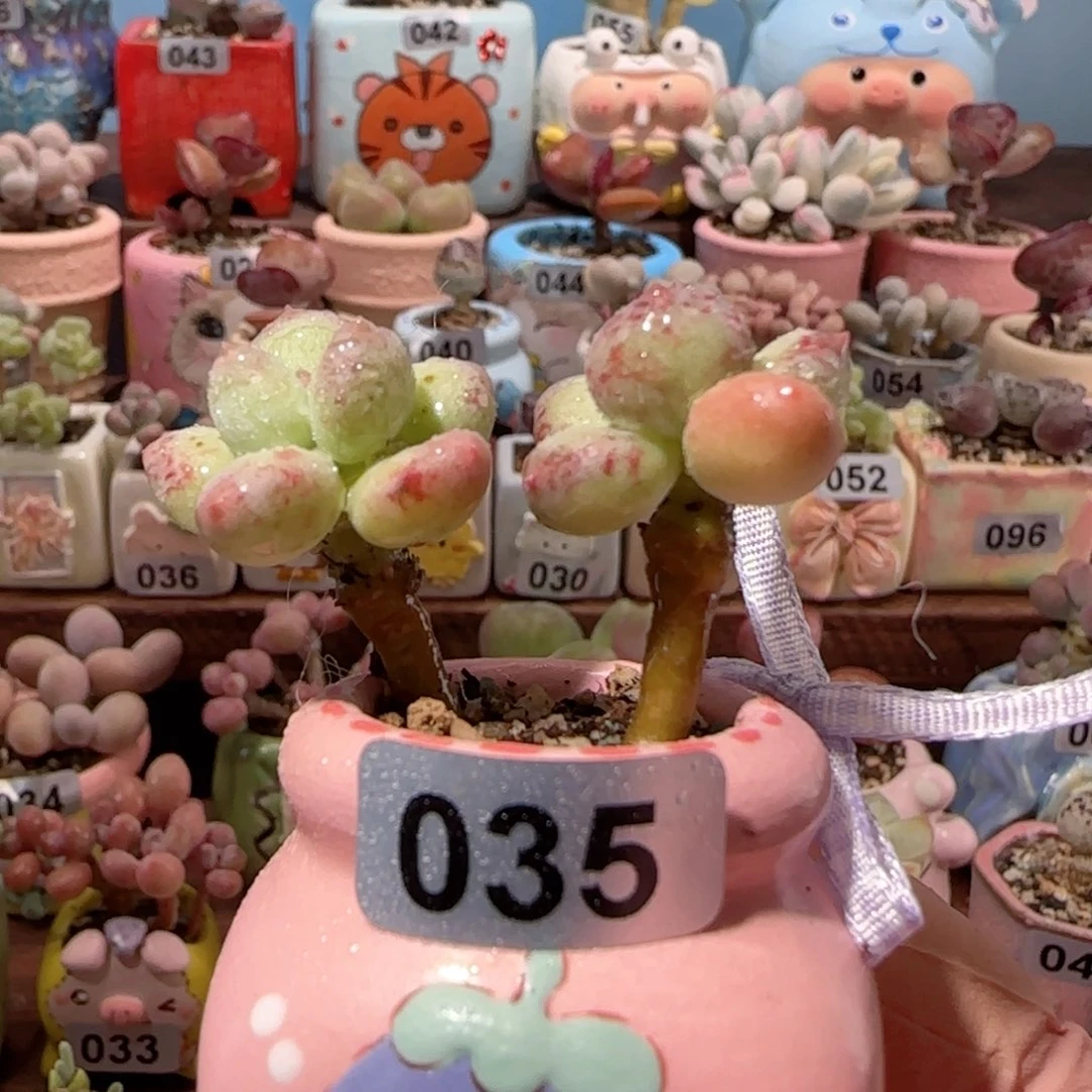 仙女彩虹奶 盆口3cm