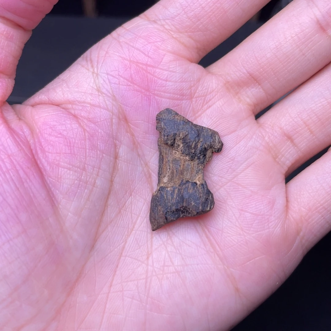 香榧木海南沉水树心油1克