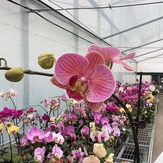 完全开放A131炫彩大花