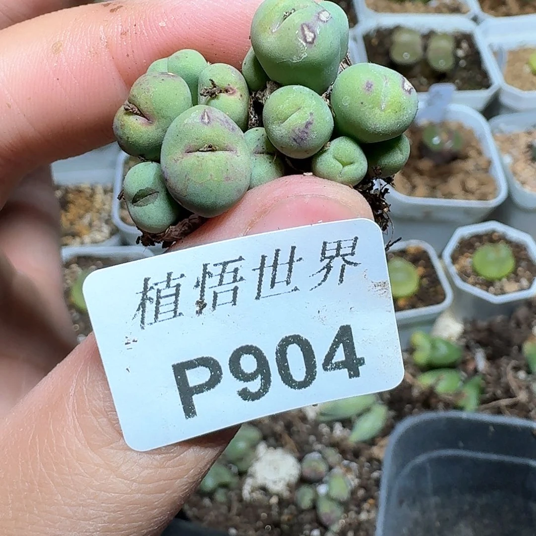 904盒多肉植物哇f v