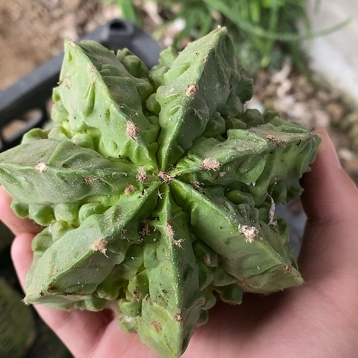 落地根芽炸尤核桃