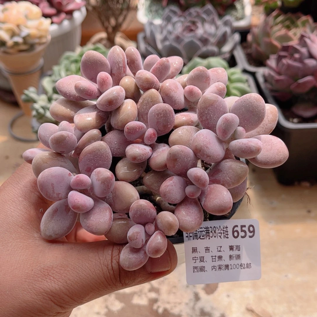 659桃蛋德华多肉