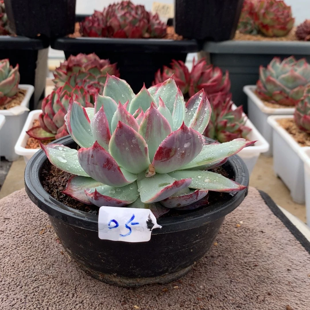 05惊鸿宽叶外翻。尺寸13