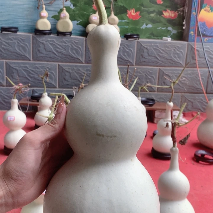 *****中号尺寸的尺寸大小