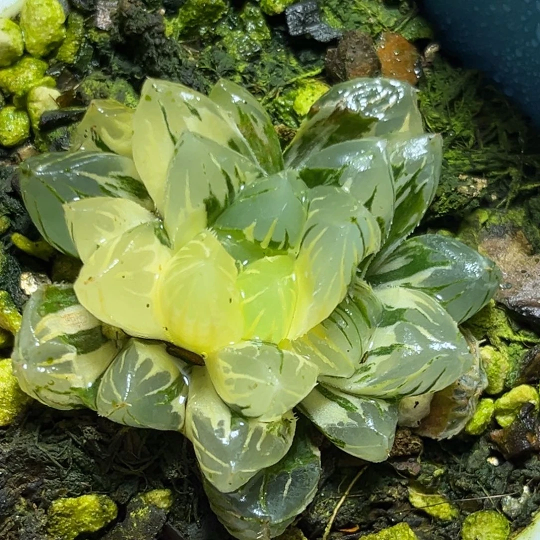 恭喜发财大吉大利605