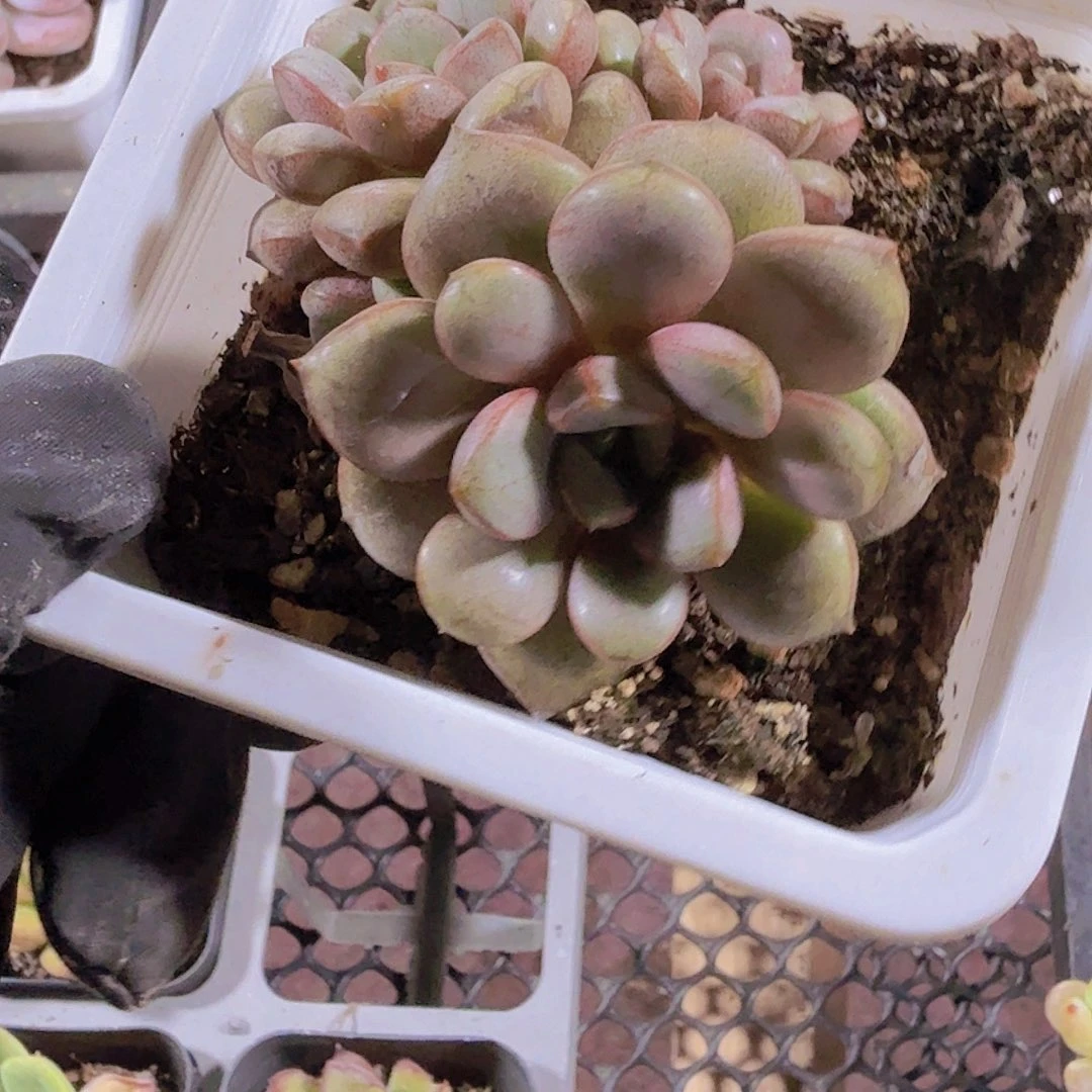 完全开放群生老桩葡萄多肉