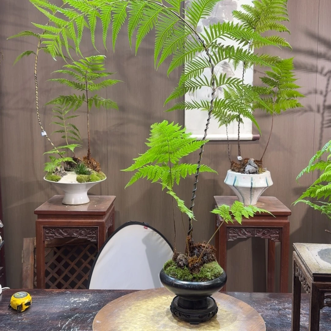 开****无花朵蕨类植物一物一拍