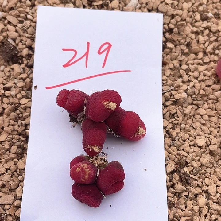脩**芏219。   两颗四头。