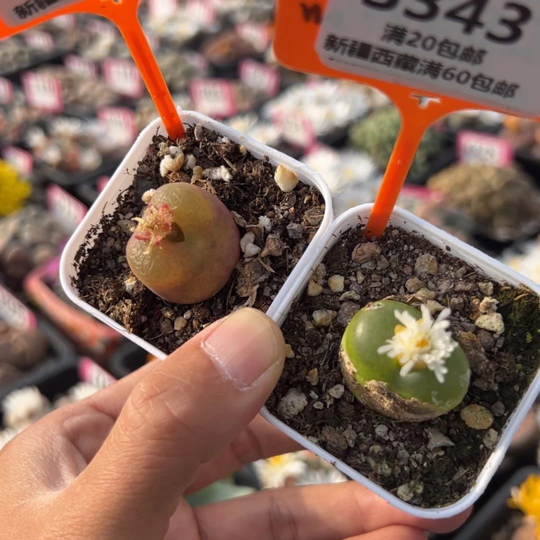 342.343 一物一拍，默认有伤，介意勿拍，不退不换