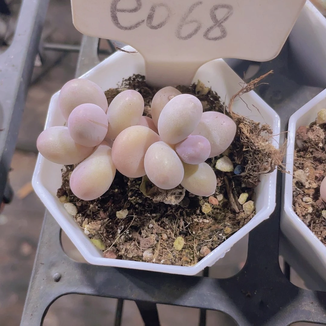 ?***?蛋黄奶e068一物一拍