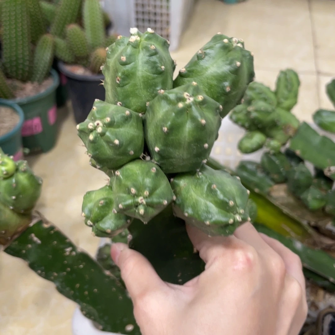 新品橙桃母本一物一拍214