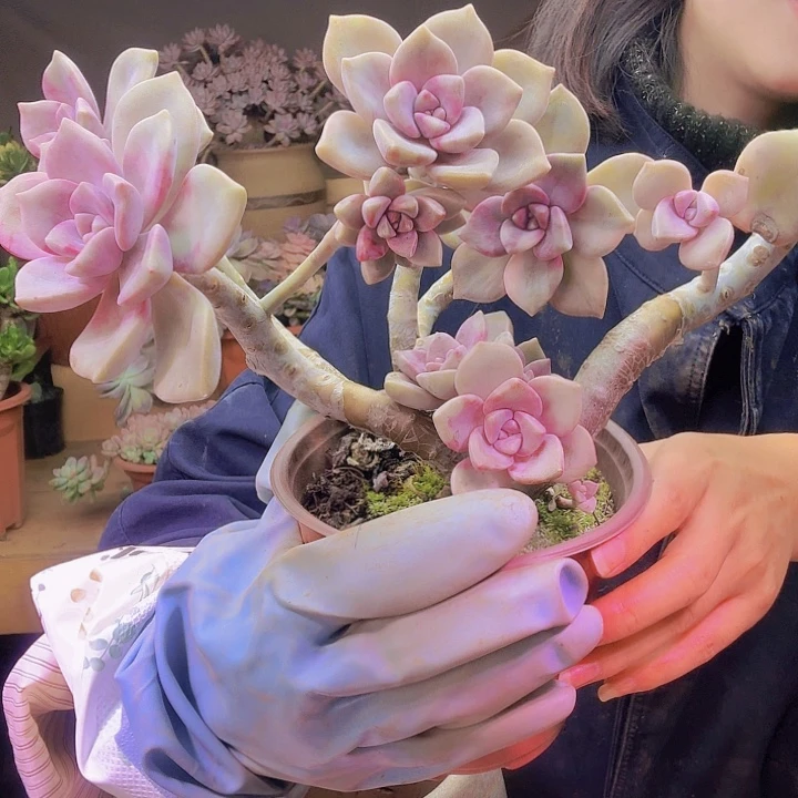 梦***宝这些紫乐多肉植物