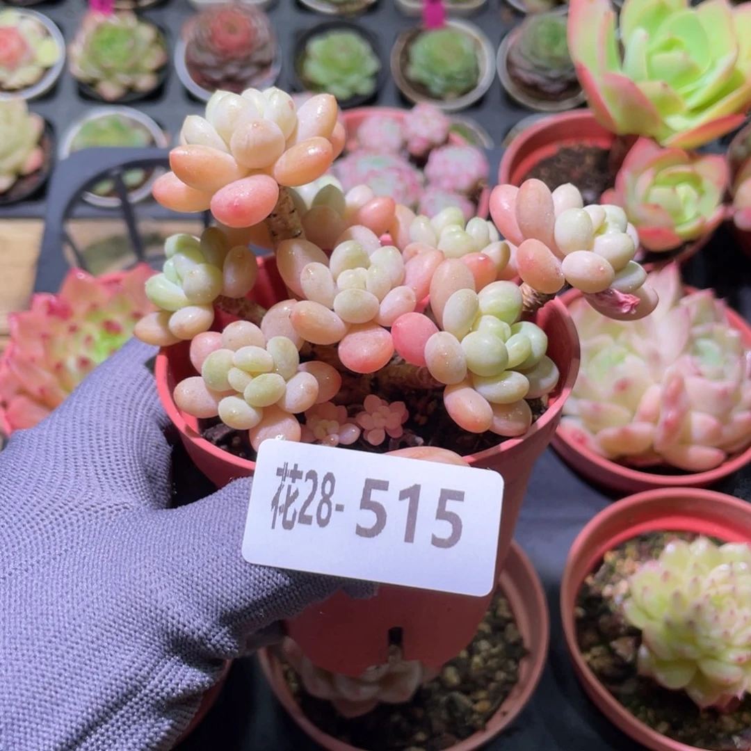 花利美28-515洛可可