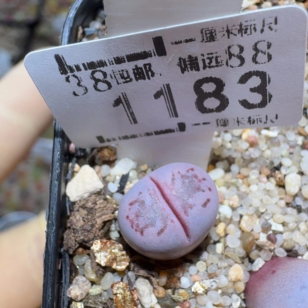 zzz美货便宜啦1183紫热唇