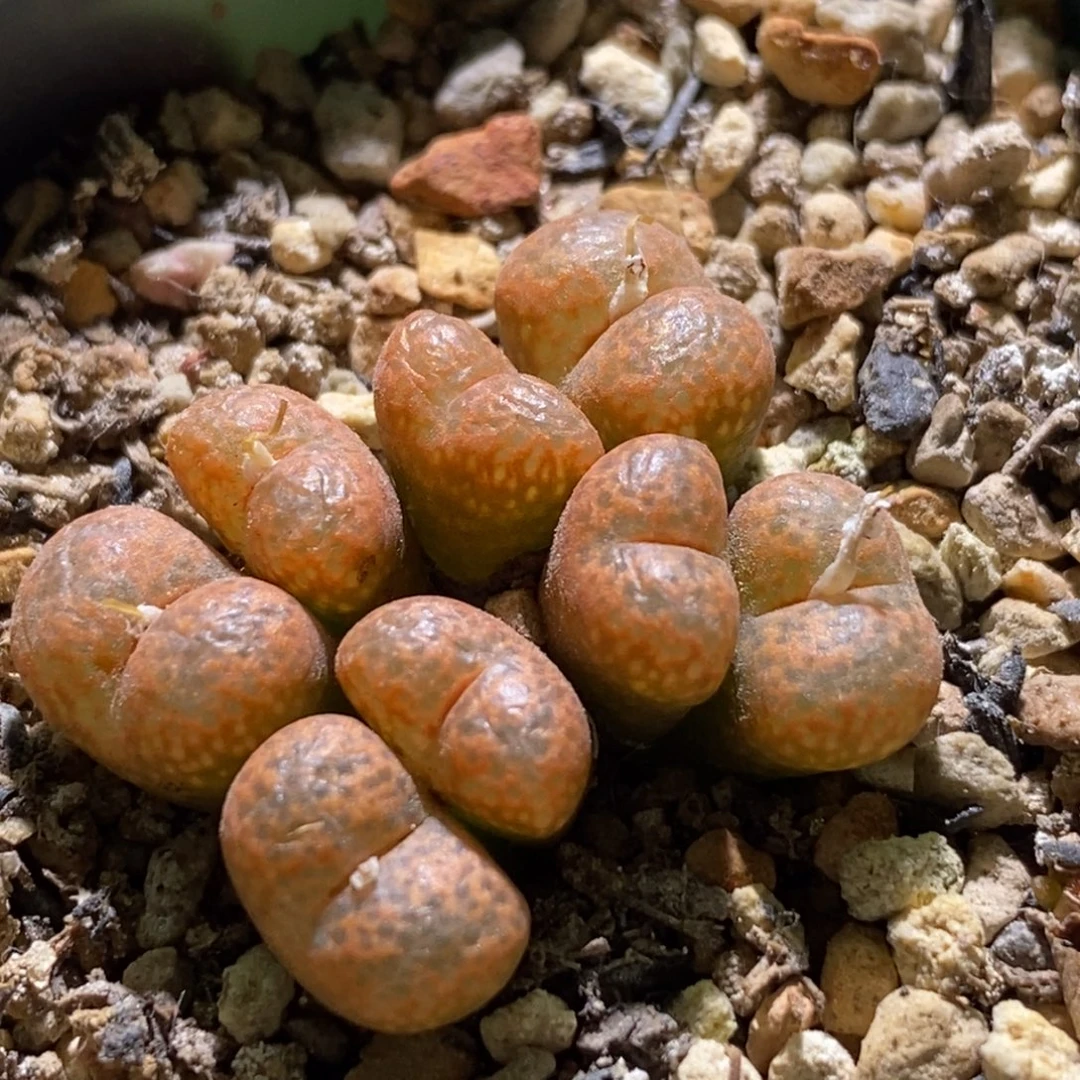 带盆福利一盆彩色流苏玉