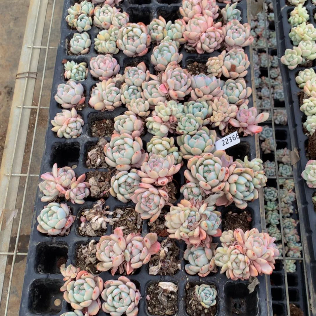 暖**光22366一拖突然嗯嗯