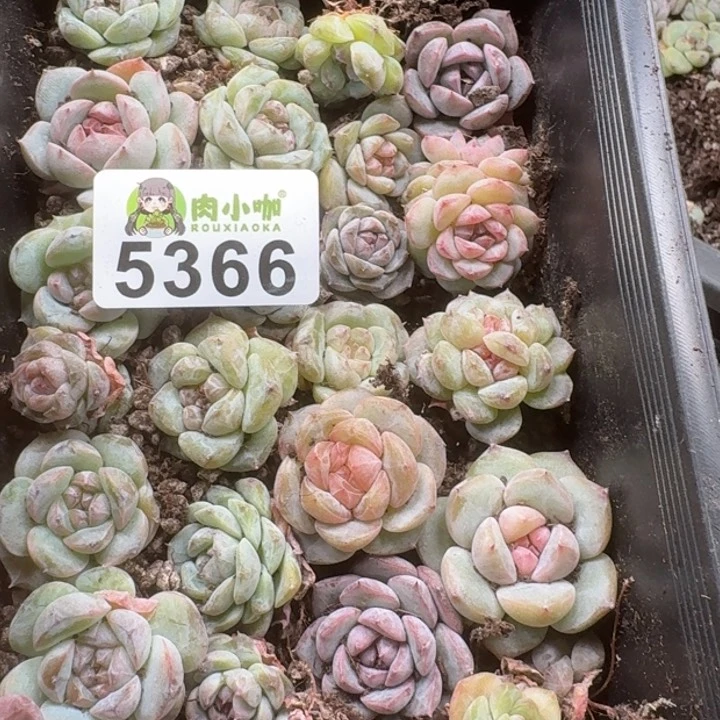 蓝****多肉植物多肉植物