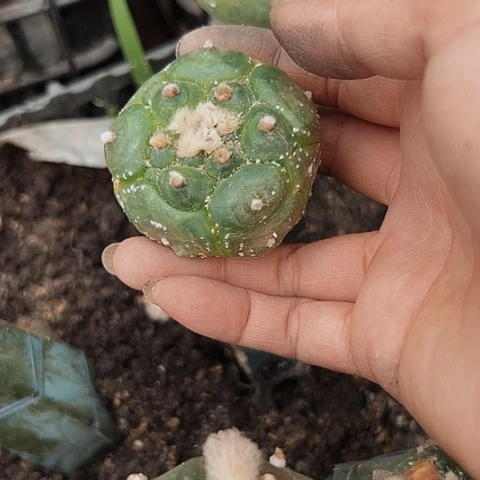 895龟甲兜清棚特价