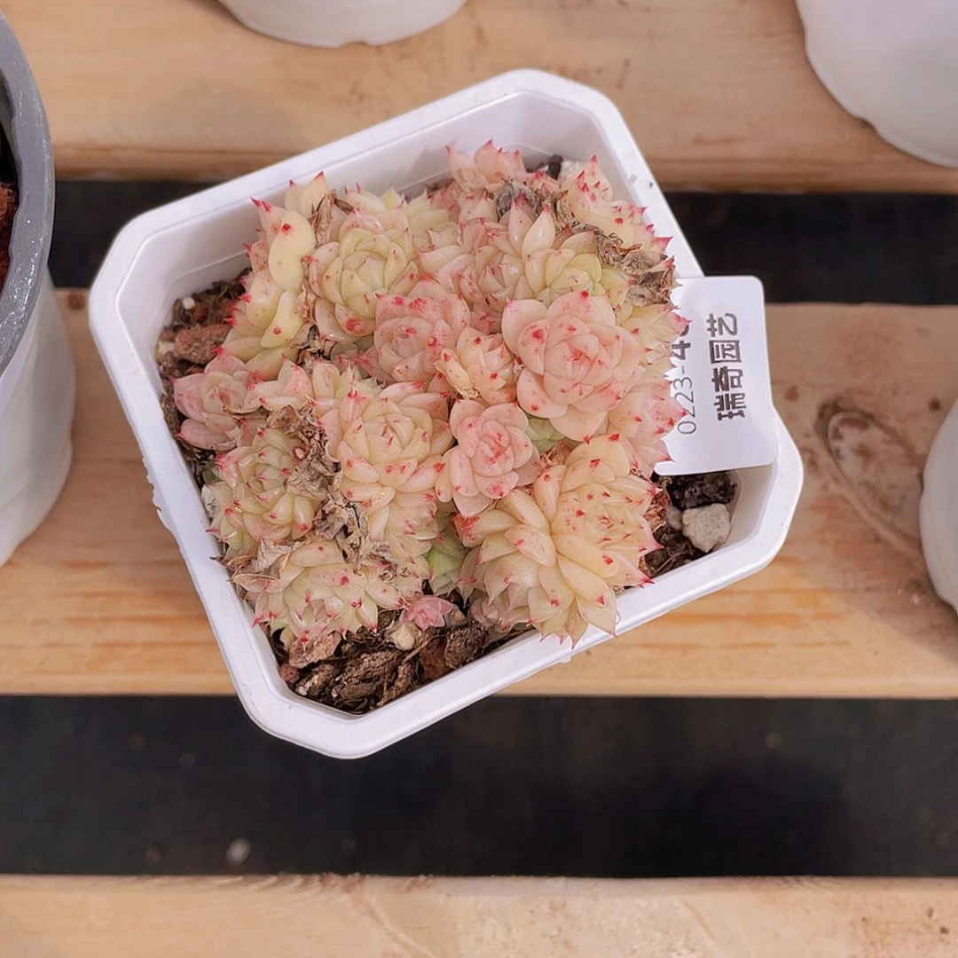 瑶***鱼00000000000048一物一拍