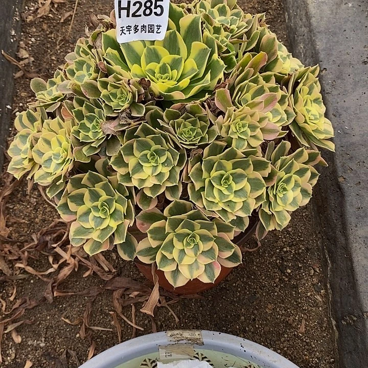 ****楠多肉植物七彩石285多肉