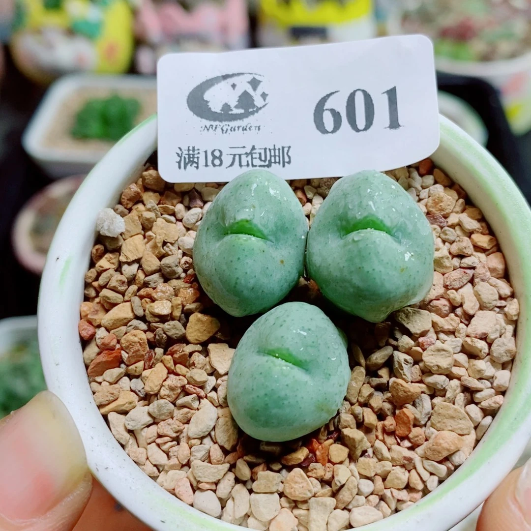 生石花花花花花花花花601