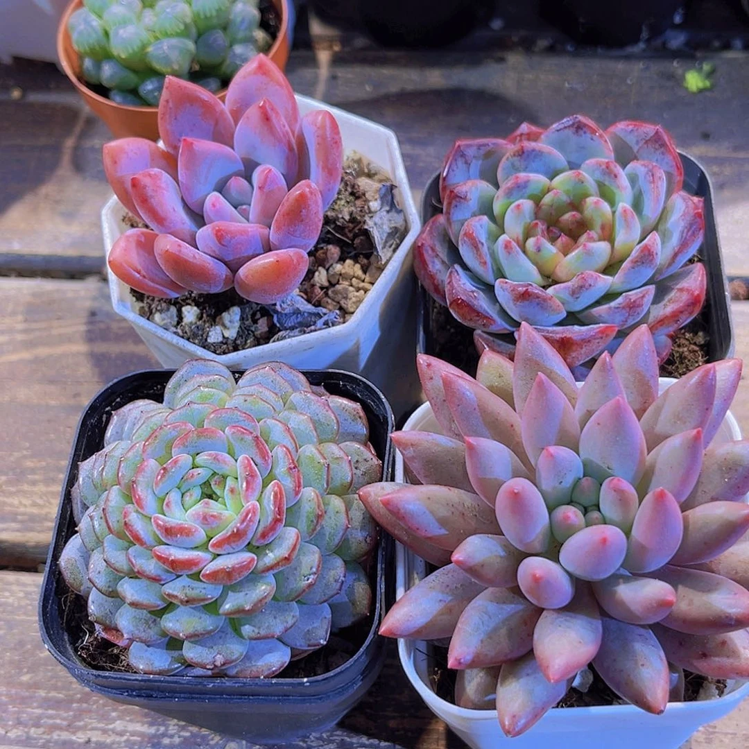 奥普。 葡萄珍妮。白胖。蜻蜓