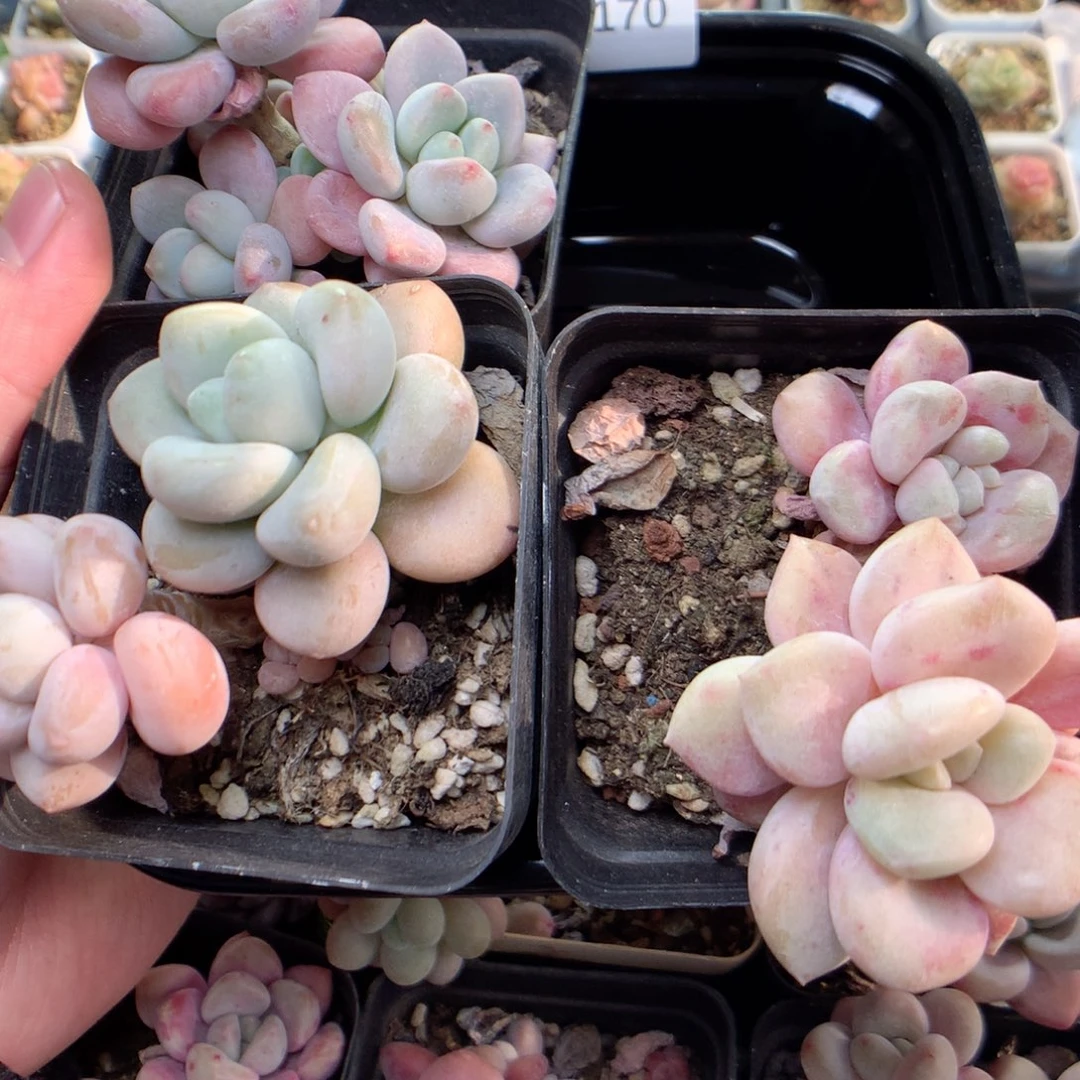 E170 ，柿子多肉20包邮偏远地区不发货