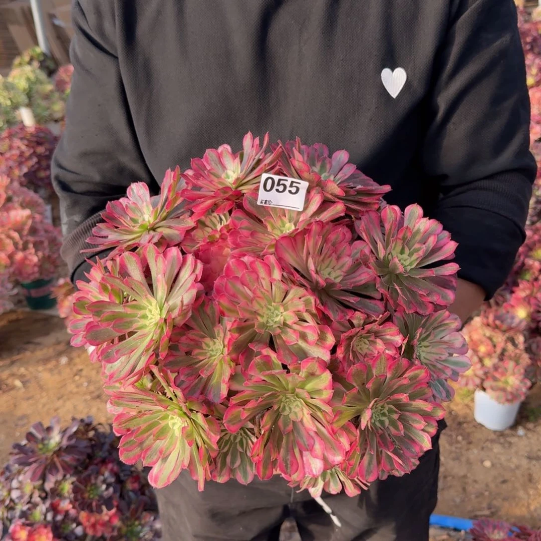 055红铜多肉植物