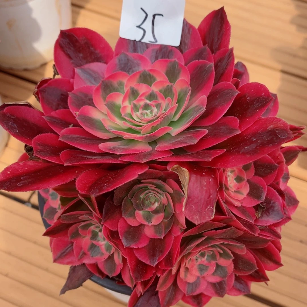 一物一拍多肉法师35