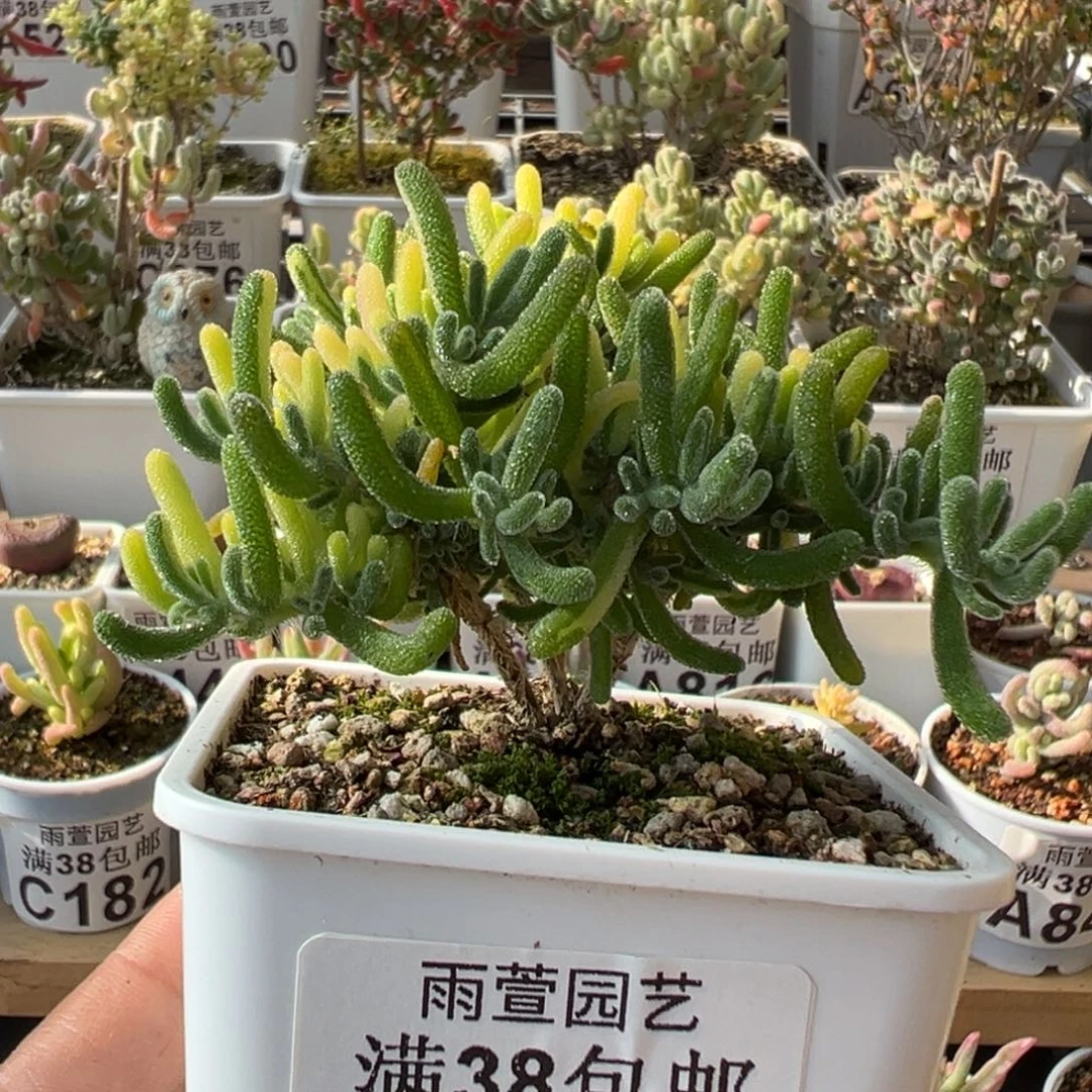8-228荧光兔阴阳拉丝锦老桩