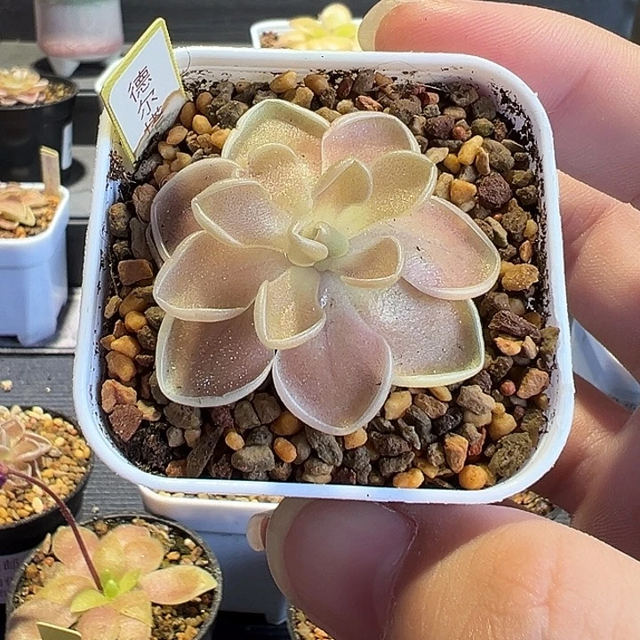 无花朵捕虫堇脱土发德尔塔88219
